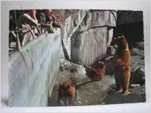 Björn på Skansen - Folk matar björnar  -  Äldre vykort