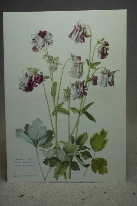 Blommor - Gammalt kort från en målning av Nicolas Robert