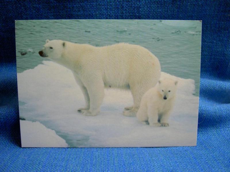 Vykort - Söt Isbjörn med unge 