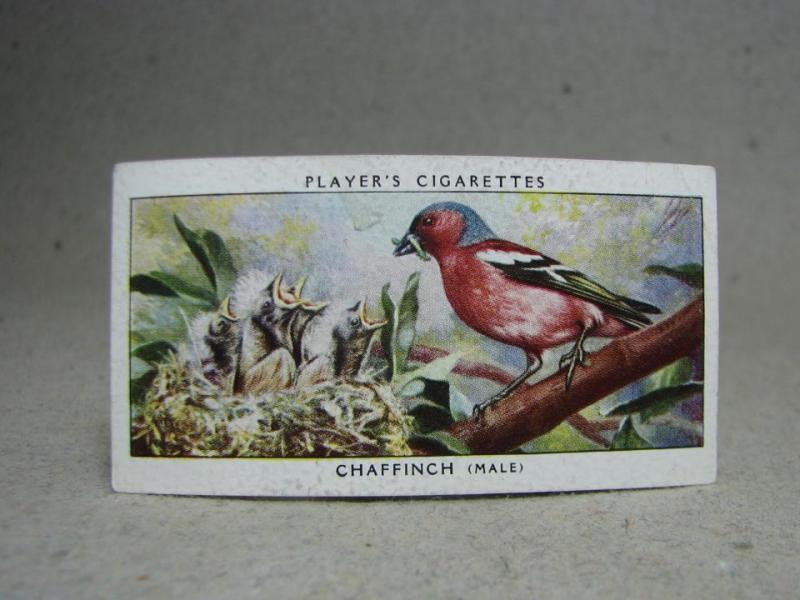 Klistermärke / Samlarbild - Birds & Their Young - Players Cigarettes Wild Birds by John Player and Sons- Nr. 5 Chaffinch