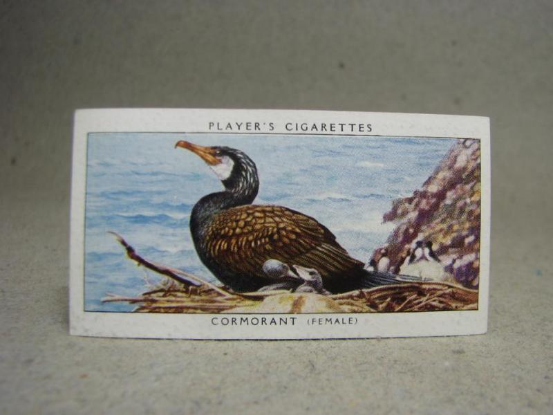 Klistermärke / Samlarbild - Birds & Their Young - Players Cigarettes Wild Birds by John Player and Sons- Nr. 7 Cormorant