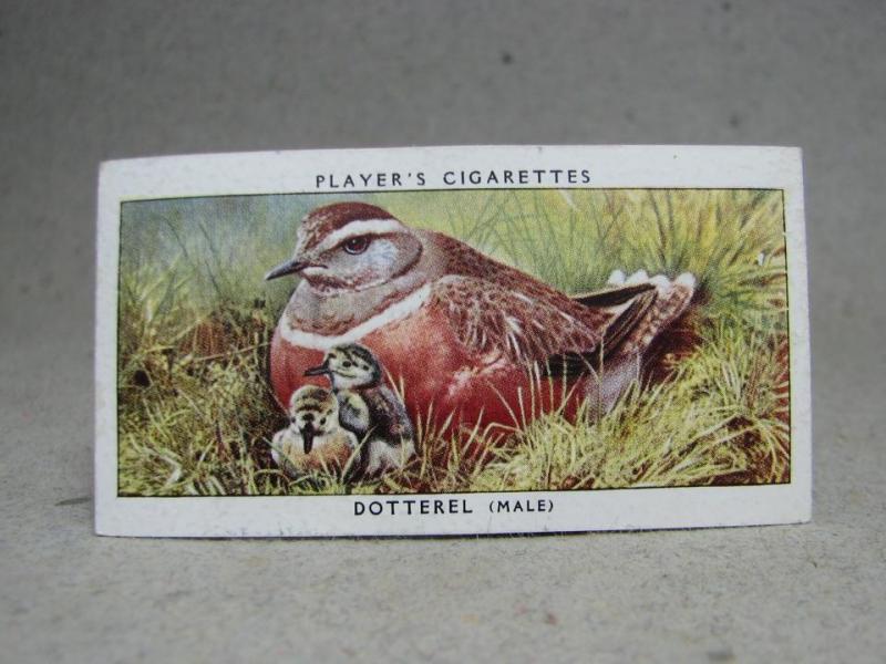 Klistermärke / Samlarbild - Birds & Their Young - Players Cigarettes Wild Birds by John Player and Sons- Nr. 10 Dotterel