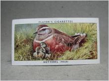 Klistermärke / Samlarbild - Birds & Their Young - Players Cigarettes Wild Birds by John Player and Sons- Nr. 10 Dotterel