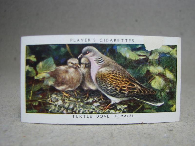 Klistermärke / Samlarbild - Birds & Their Young - Players Cigarettes Wild Birds by John Player and Sons- Nr. 11 Turtle Dove