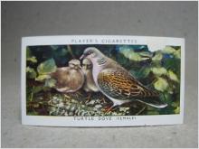 Klistermärke / Samlarbild - Birds & Their Young - Players Cigarettes Wild Birds by John Player and Sons- Nr. 11 Turtle Dove