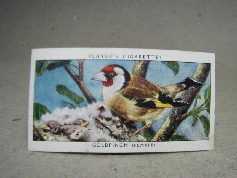 Klistermärke / Samlarbild - Birds & Their Young - Players Cigarettes Wild Birds by John Player and Sons- Nr. 15 Goldfinch