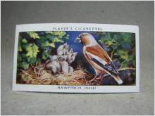 Klistermärke / Samlarbild - Birds & Their Young - Players Cigarettes Wild Birds by John Player and Sons- Nr. 19 Hawfinch