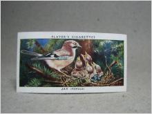 Klistermärke / Samlarbild - Birds & Their Young - Players Cigarettes Wild Birds by John Player and Sons- Nr. 21 Jay