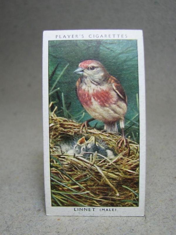 Klistermärke / Samlarbild - Birds & Their Young - Players Cigarettes Wild Birds by John Player and Sons- Nr. 24 Linnet