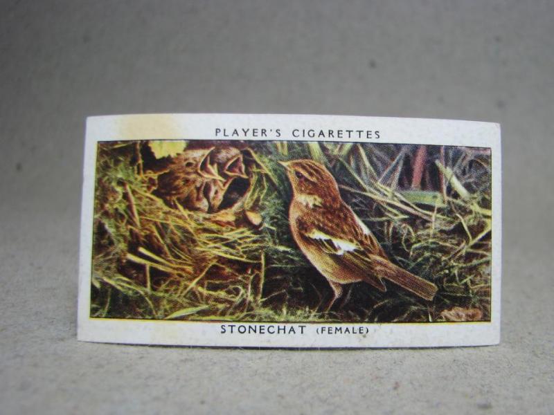 Klistermärke / Samlarbild - Birds & Their Young - Players Cigarettes Wild Birds by John Player and Sons- Nr.36 Stonechat