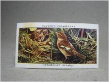 Klistermärke / Samlarbild - Birds & Their Young - Players Cigarettes Wild Birds by John Player and Sons- Nr.36 Stonechat