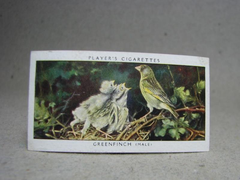 Klistermärke / Samlarbild - Birds & Their Young - Players Cigarettes Wild Birds by John Player and Sons- Nr.16 Greenfinch
