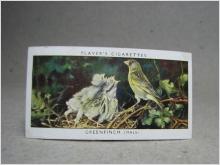 Klistermärke / Samlarbild - Birds & Their Young - Players Cigarettes Wild Birds by John Player and Sons- Nr.16 Greenfinch