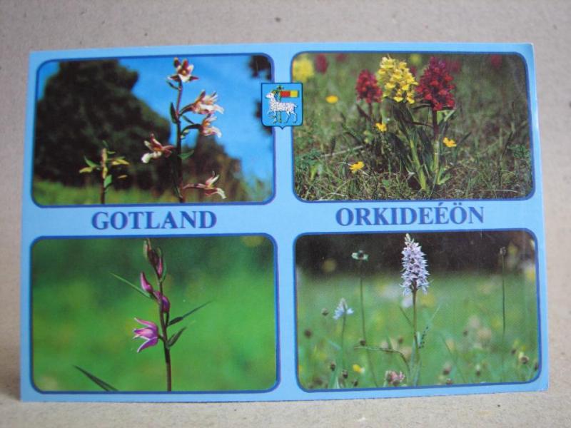 Gotland - Orkideéön