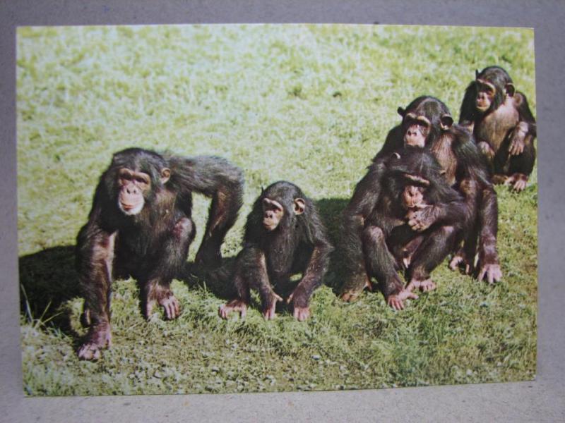 Oskrivet Vykort -  Apor - Schimpanser