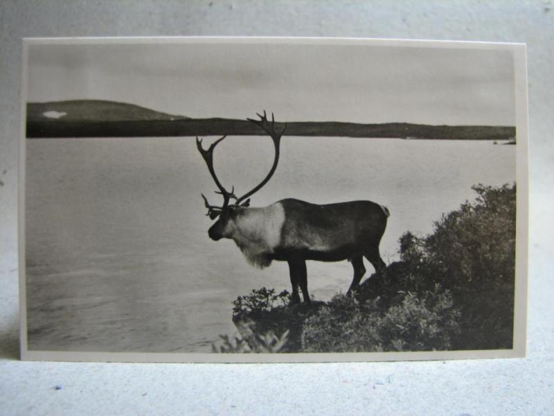 Äldre vykort - Vacker Ren vid fjällsjö - Foto Nils Thomasson Åre