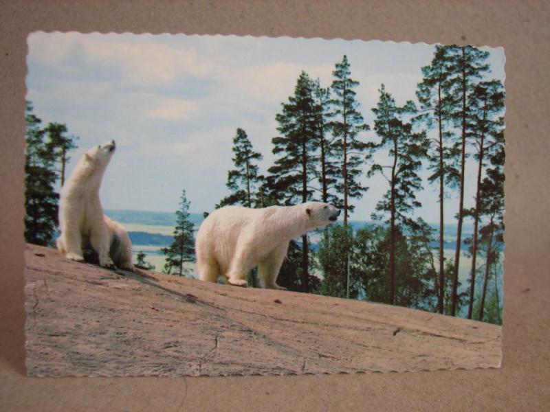 Vykort - Isbjörnar i Kolmårdens Djurpark