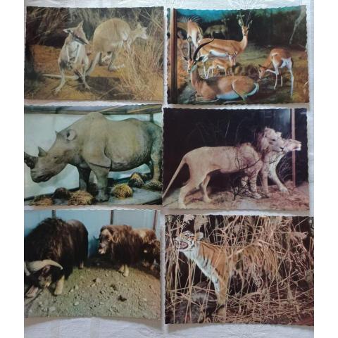 Nationalmuséet, Exotiska djur (9 kort) oanvända
