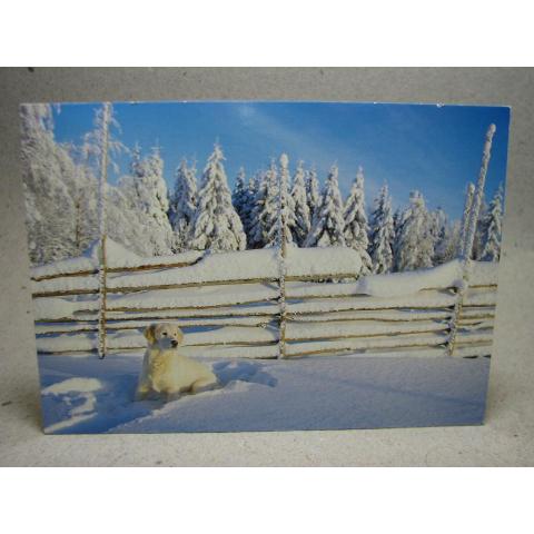  Hund i snö -  skrivet  Vykort 