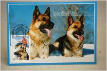 Schäfer Hundar Maximi vykort med fin stämpel på 2 frimärken