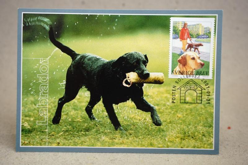 Labrador Hundar Maximi vykort med fin stämpel på 2 frimärken