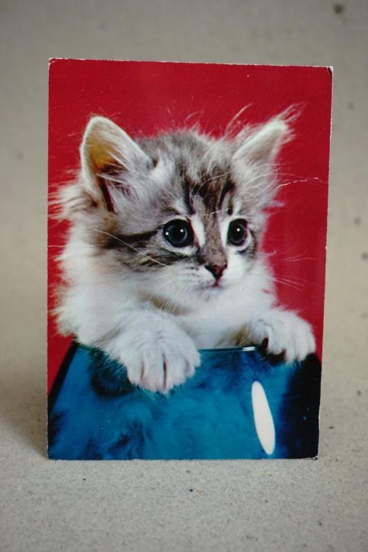 Gammalt vykort jättesöt katt med pip som fungerar
