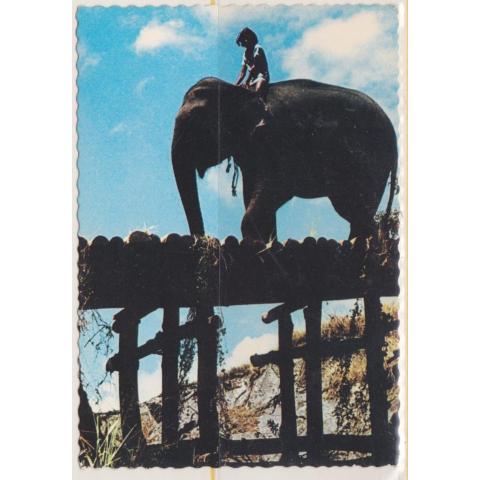 Elefantpojken, färgkort skickat 1977