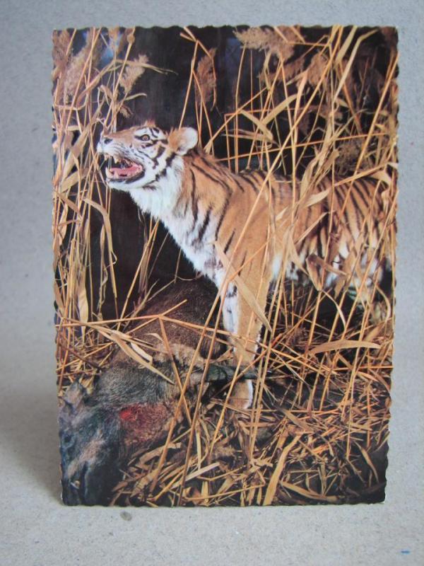 Vackert vykort från 1970 - Tiger