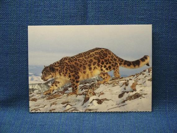 Vykort - Vacker Snöleoparden - Leopard - Fint Motiv