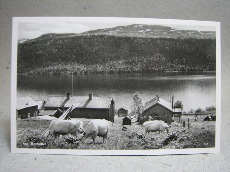 Betande kor på Åre Renfjäll 1940 talet Förlag O Olsson Ånn Jämtland Oskrivet gammalt vykort