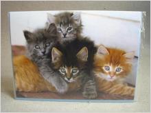 Dubbelvikt nytt oskrivet Kort med kuvert söta kattungar