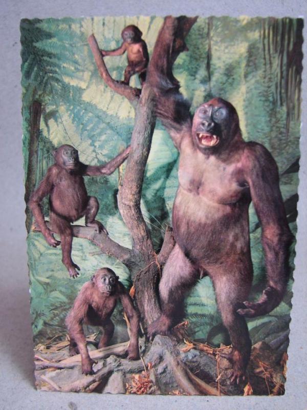 Vackert vykort från 1970 - Gorillor