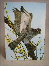 Oskrivet Vykort - Rovfågel - Sparrow-Hawk