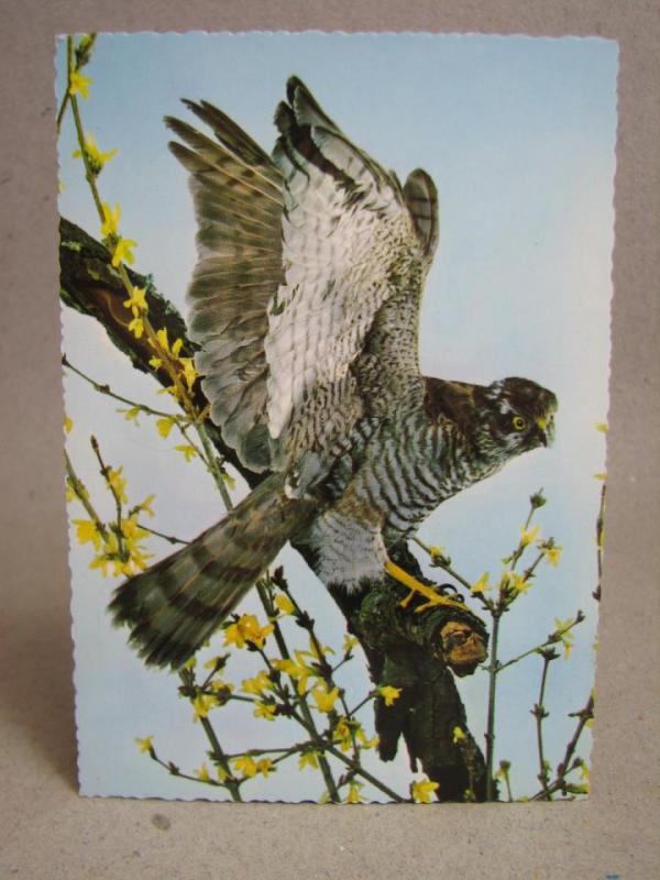 Oskrivet Vykort - Rovfågel - Sparrow-Hawk