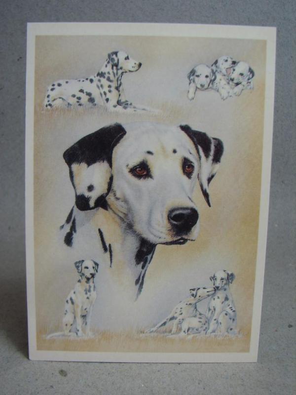 Oskrivet Vykort - Hund - Dalmatiner
