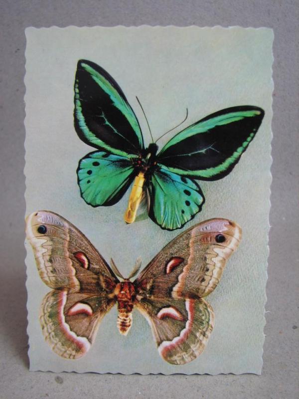Oskrivet Fint Vykort - Vackra Fjärilar