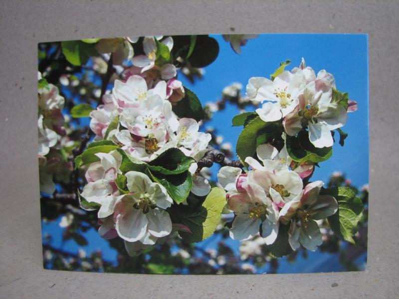 Oskrivet Vykort - Vackra Blommor - Äppelblommor