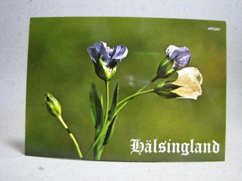 Oskrivet Vykort - Vackra Blommor -  Lin - Hälsinglands Landskapsblomma