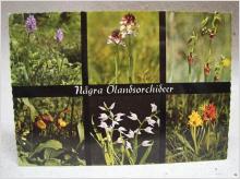 Äldre vykort - Öland - Orchideer