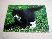 Oskrivet vykort med katt Svart och vit