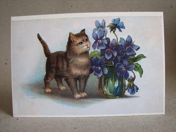 Vykort - Katt beundrar blommorna