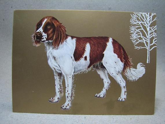 Vykort oskrivet - Fin Hund på Guldfärgbakgrund