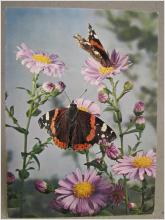 Vykort - Fjärilar bland blommor