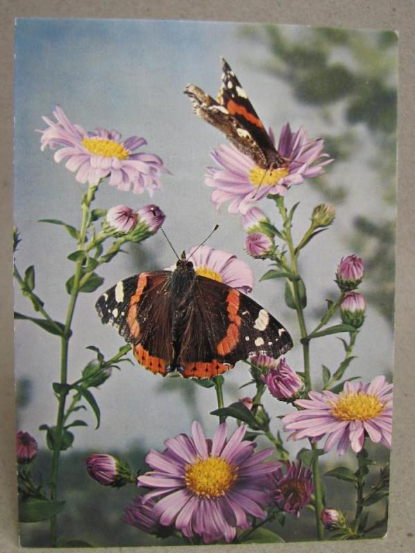 Vykort - Fjärilar bland blommor