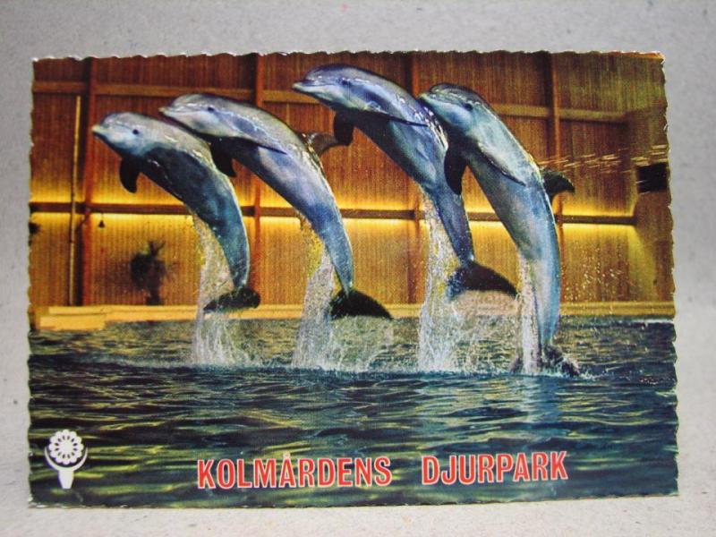 Vykort - Delfiner Kolmården - Östergötland
