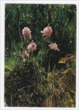 Oskrivet vykort med blomman Jungfru Marie nycklar