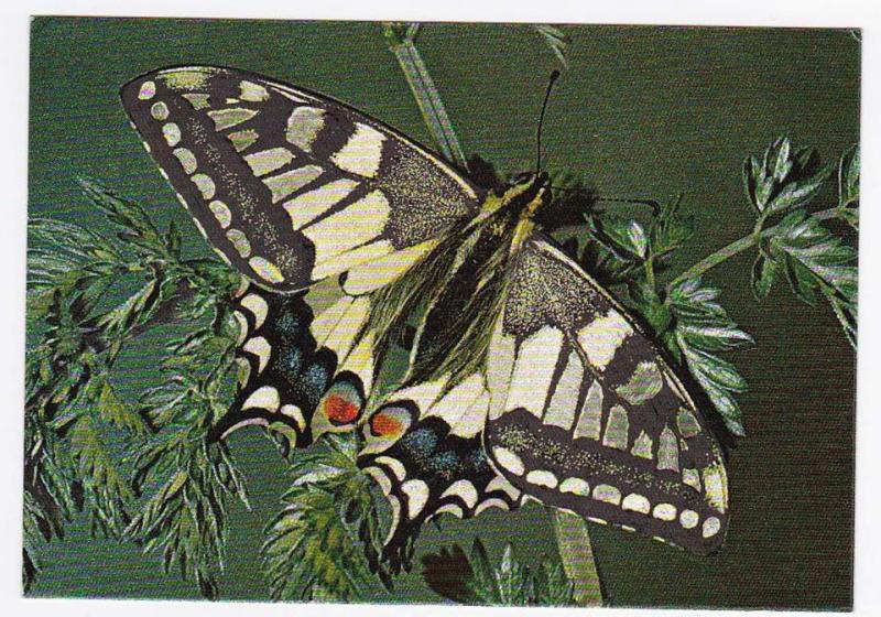 Oskrivet dufex-vykort med vacker fjäril