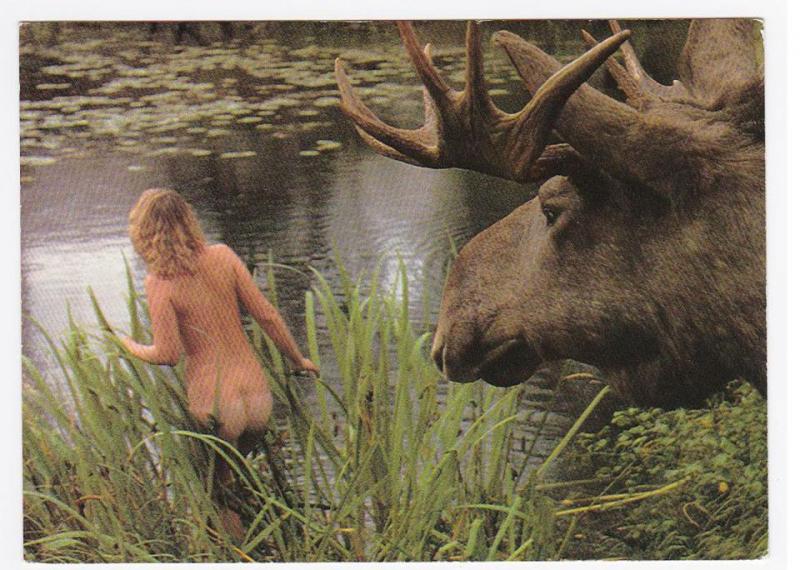 Oskrivet vykort med älg och naken badande dam