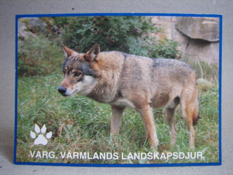 Vykort - Varg - Värmlands Landskapsdjur
