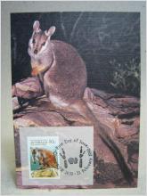 Vykort Kängru - Australien med stämplat frimärke - Oskrivet